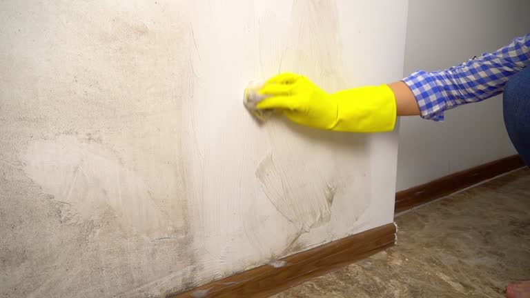 Best Water Damage & Mold Remediation  in Tama, IA