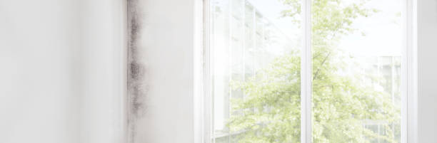 Best Mold Prevention Services  in Tama, IA