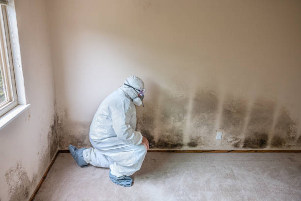 Mold Odor Removal Services in Tama, IA