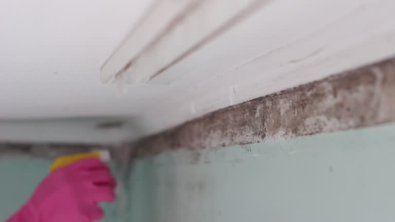 Best Forensic Mold Investigation  in Tama, IA
